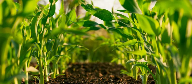 Campo de cultivo en hileras verdes bajo un cielo despejado